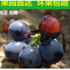 现摘云南夏黑葡萄3斤整串无籽葡萄黑蜜非巨峰新鲜非提子黑加仑